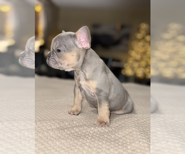 Medium Photo #3 French Bulldog Puppy For Sale in HILTON, NY, USA