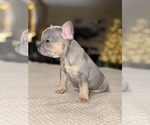 Small Photo #3 French Bulldog Puppy For Sale in HILTON, NY, USA