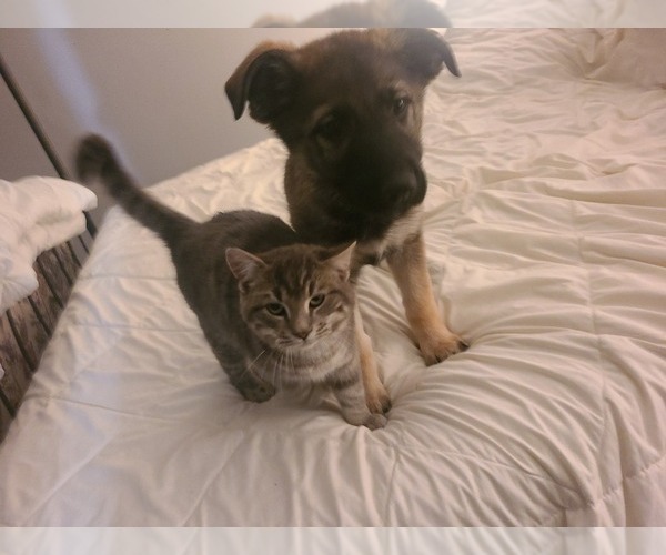 Medium Photo #5 German Shepherd Dog Puppy For Sale in MONTREAL, MO, USA