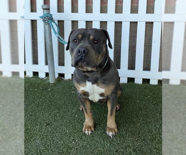 Medium Photo #1 Mutt Puppy For Sale in Modesto, CA, USA