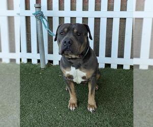 Mutt Dogs for adoption in Modesto, CA, USA