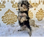 Small Photo #29 Yorkshire Terrier Puppy For Sale in HAYWARD, CA, USA