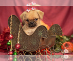 Small Photo #8 Brug Puppy For Sale in SAFFORD, AZ, USA