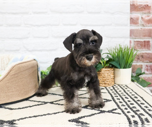 Schnauzer (Miniature) Puppy for sale in SYRACUSE, IN, USA