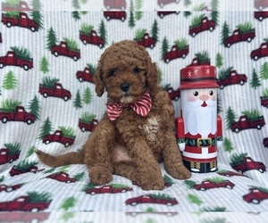 Cavapoo Puppy for sale in LAKELAND, FL, USA