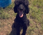 Small Photo #1 Goldendoodle Puppy For Sale in HUTCHINSON, KS, USA