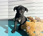 Small #1 Labrador Retriever Mix
