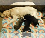 Small Photo #9 Golden Labrador Puppy For Sale in MESA, CO, USA