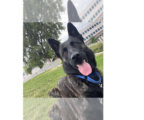 Medium Photo #1 - Mix Puppy For Sale in Imlay City, MI, USA