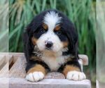 Small #3 Bernese Mountain Dog