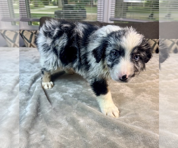 Medium Photo #3 Australian Shepherd Puppy For Sale in SALISBURY, NC, USA
