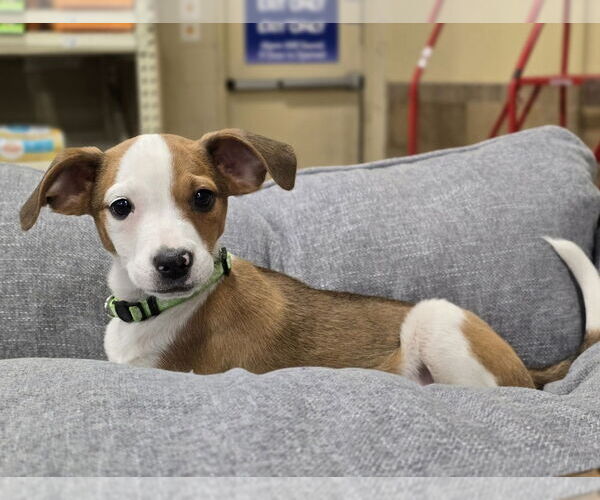 Medium Photo #11 Labbe Puppy For Sale in Lakewood, CO, USA