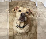 Small #1 American Pit Bull Terrier-Labrador Retriever Mix