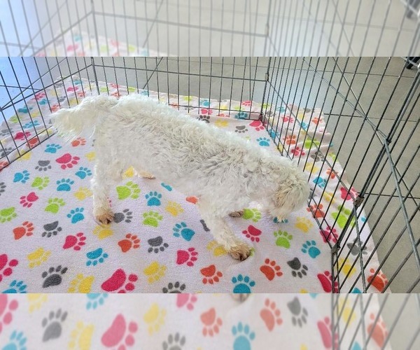 Medium Photo #8 Maltese Puppy For Sale in ORO VALLEY, AZ, USA