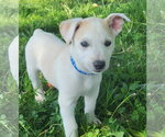 Small #1 Australian Kelpie-Golden Retriever Mix