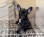 Small Photo #4 French Bulldog Puppy For Sale in BRYAN, TX, USA