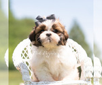 Small Photo #24 Shih Tzu Puppy For Sale in WARSAW, IN, USA