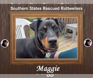 Rotterman Dogs for adoption in White Hall, AR, USA