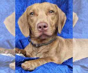 Dachshund-Vizsla Mix Dogs for adoption in Cuba, NY, USA