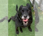 Small #35 Labrador Retriever Mix