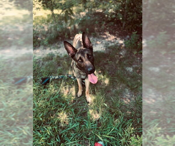 Medium Photo #3 Mutt Puppy For Sale in Imlay City, MI, USA