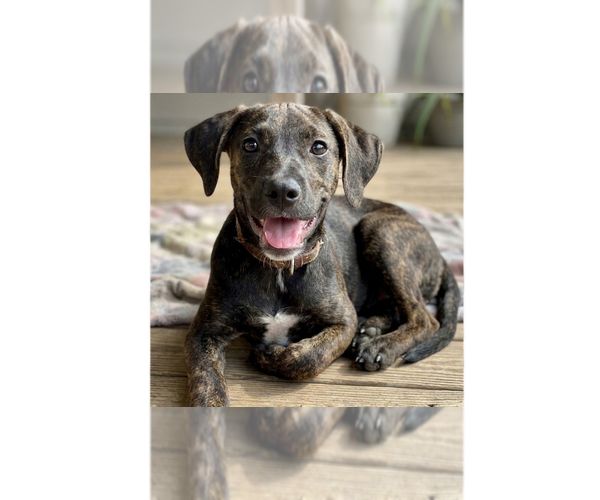 Medium Photo #1 Labrador Retriever-Unknown Mix Puppy For Sale in Grovertown, IN, USA