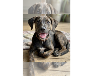 Labrador Retriever-Unknown Mix Dogs for adoption in Grovertown, IN, USA