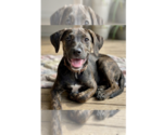 Small Labrador Retriever Mix