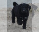 Small Photo #23 Shepadoodle Puppy For Sale in FOUNTAIN, CO, USA