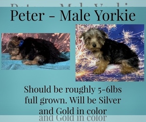 Yorkshire Terrier Puppy for sale in AZLE, TX, USA