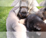 Small Photo #6 Pomeranian Puppy For Sale in EVERETT, WA, USA