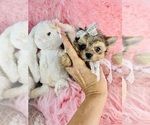 Hand delivery - Male Yorkshire Terrier Puppy for Sale - Photo #15