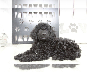 Goldendoodle (Miniature) Puppy for sale in MARIETTA, GA, USA