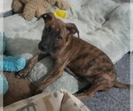 Victorino - Male Labrador Retriever-Unknown Mix Dog for Adoption - Small photo