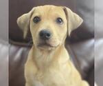 Small #29 Labrador Retriever Mix