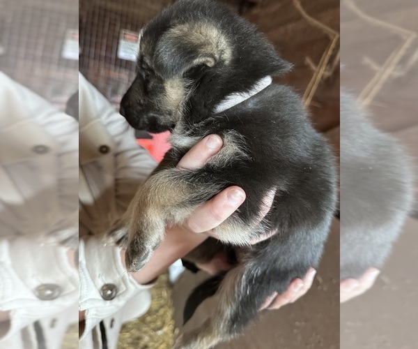 Medium Photo #4 German Shepherd Dog Puppy For Sale in WADENA, MN, USA
