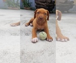 Small Photo #3 Rhodesian Ridgeback Puppy For Sale in KENDALL, FL, USA
