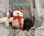 Small #10 Goldendoodle