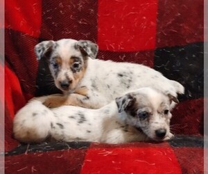 Australian Shepherd-Texas Heeler Mix Puppy for Sale in LAURENS, South Carolina USA