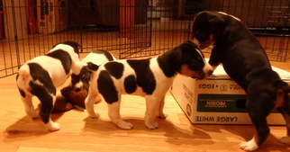 Rat Terrier Puppy for sale in OTTAWA, IL, USA