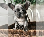 Small Photo #3 French Bulldog Puppy For Sale in GOSHEN, IN, USA