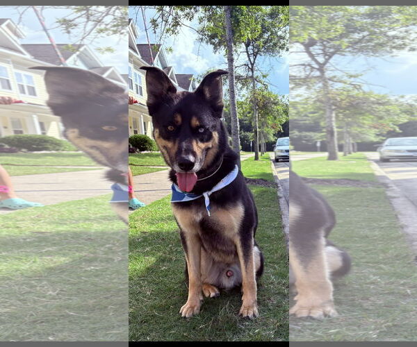 Medium Photo #1 Gerberian Shepsky Puppy For Sale in Kankakee, IL, USA