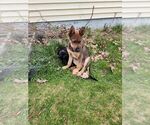 Small #2 Mutt