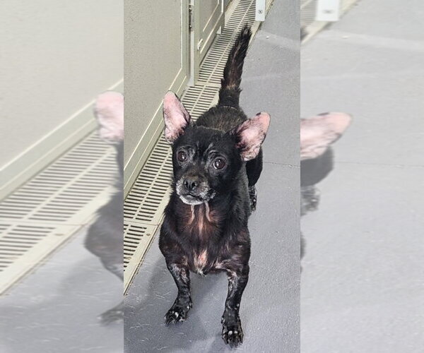 Medium Photo #2 Chihuahua Puppy For Sale in Walnutport, PA, USA