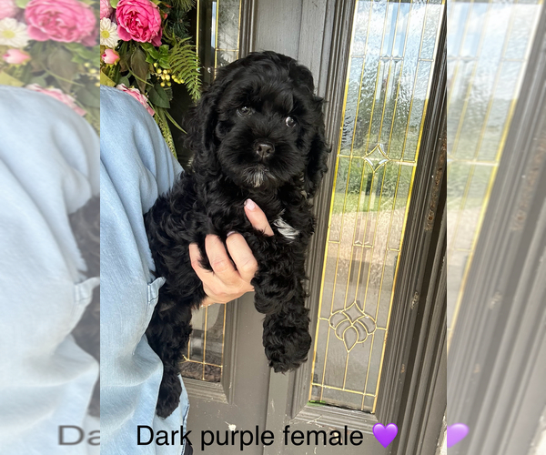 Medium Photo #2 Cock-A-Poo Puppy For Sale in STEPHENVILLE, TX, USA