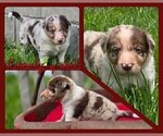 Small #4 Border Collie