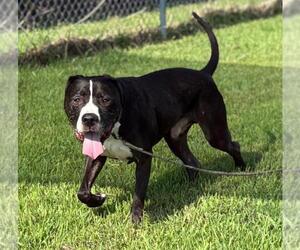 Mutt Dogs for adoption in Virginia Beach, VA, USA