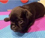 Small #6 Brussels Griffon