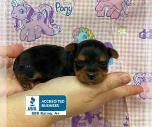 Yorkshire Terrier Puppy for sale in WINNSBORO, LA, USA