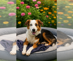 Small #1 Australian Shepherd